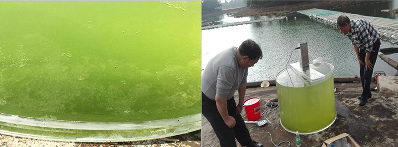 大沙河水庫(kù)現(xiàn)場(chǎng)實(shí)驗(yàn)(經(jīng)過(guò)超聲處理后水質(zhì)逐漸清澈)